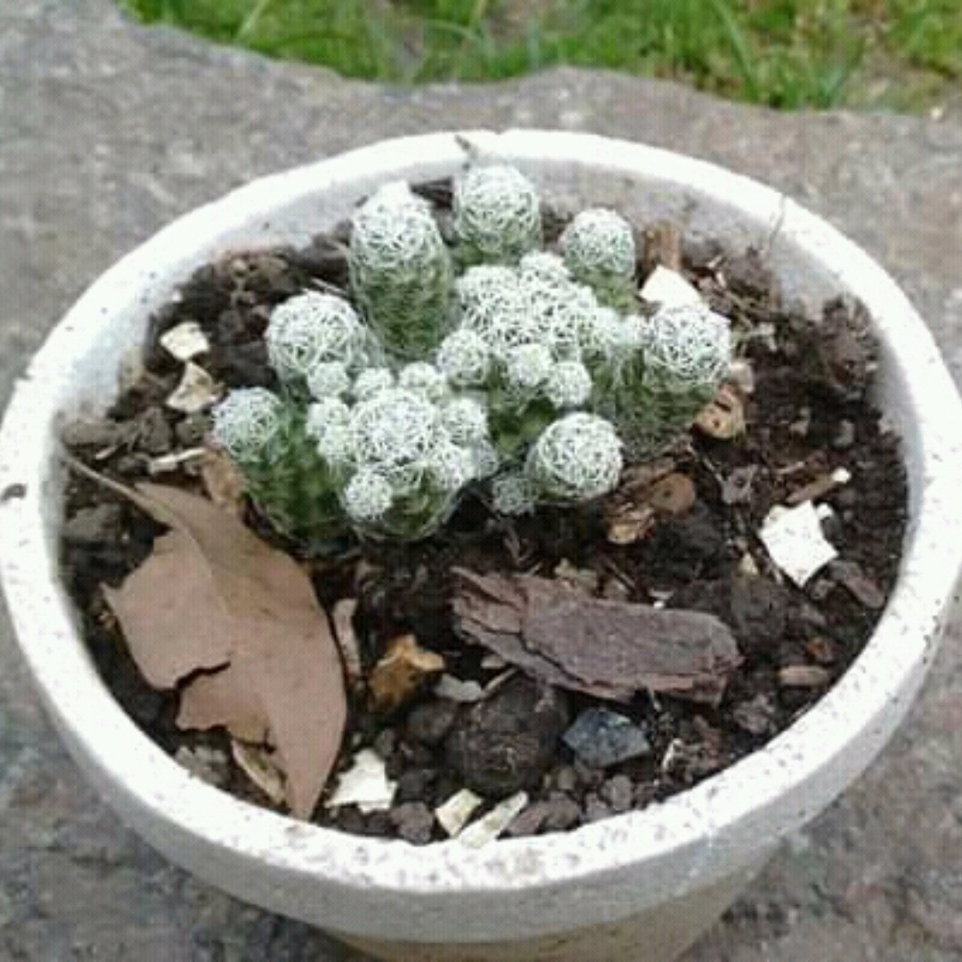 producto