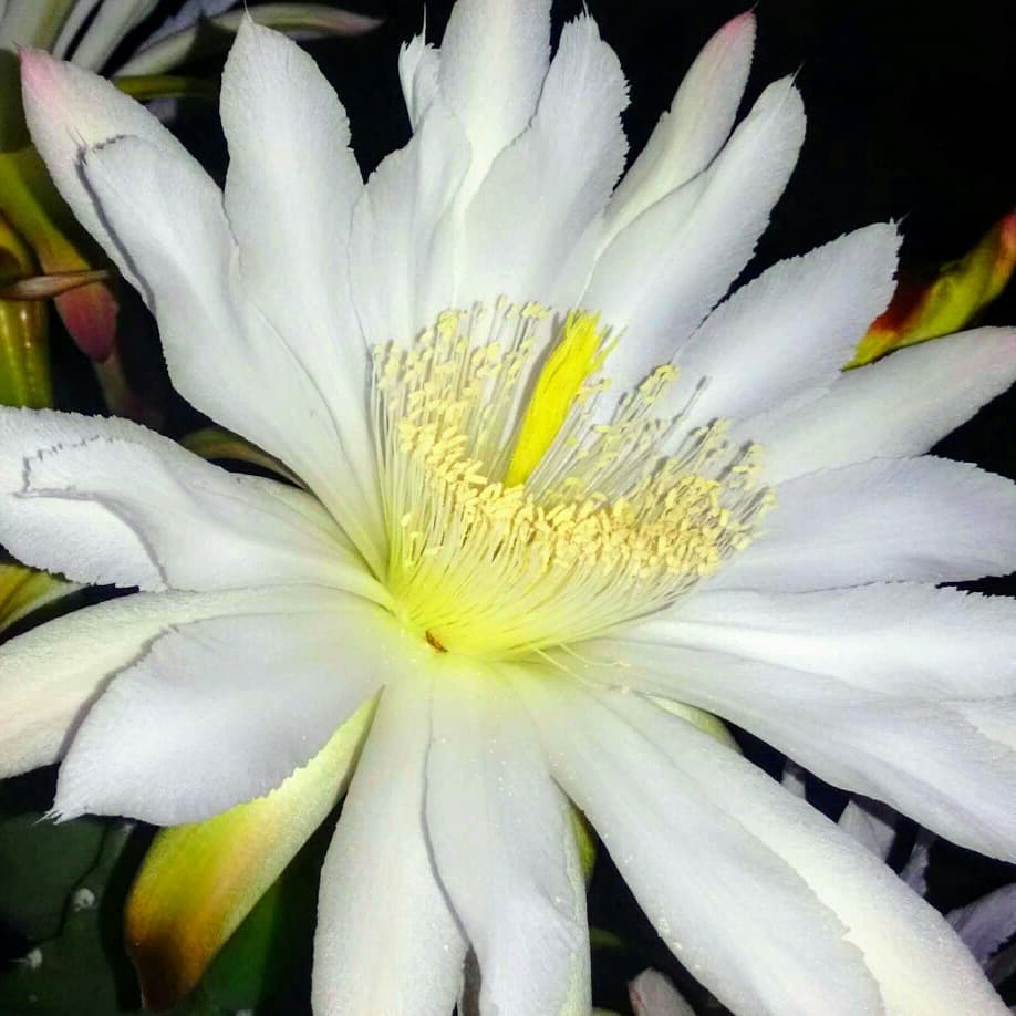 flor