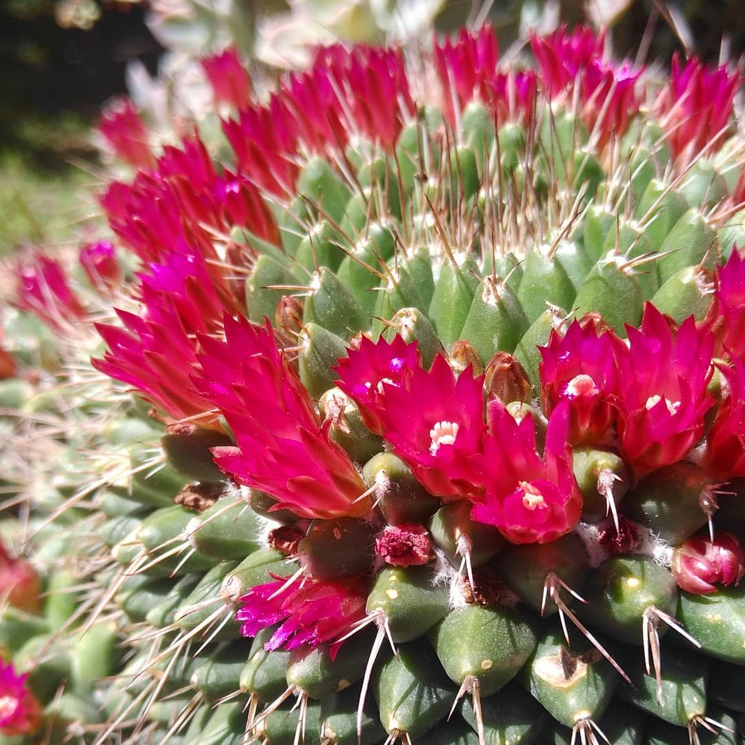 cactus