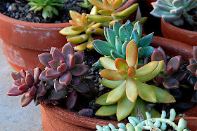 planta-demostracion